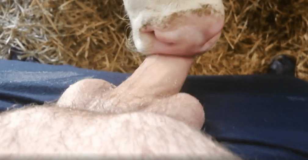 小牛在镜头前手淫时舔男人的阴茎