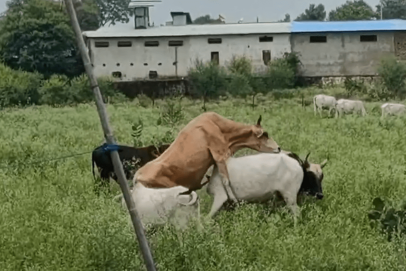 男子拍摄母牛和公牛时兴奋不已