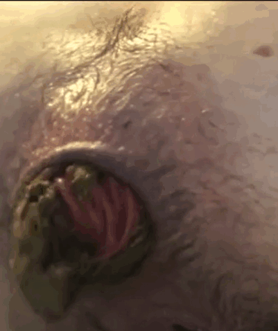 裸体女孩展示她的屁股和便便