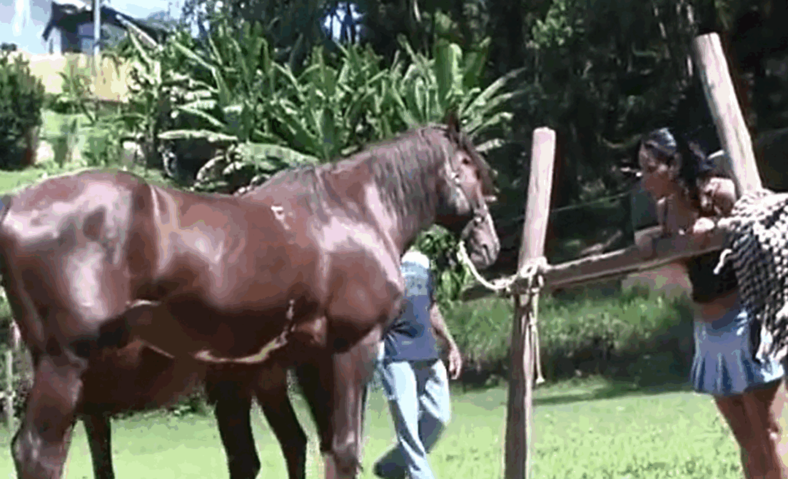 性感的训练有素的种马以后入式操她的屁股